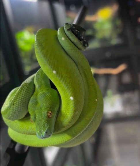 No entanto, a crise econômica de 2008 fez com que ele perdesse tudo e precisasse doar todos os répteis.