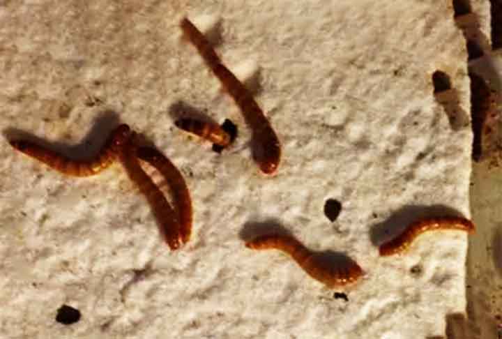 O experimento durou mais de um mês, e os pesquisadores alimentaram as larvas apenas com poliestireno ou com farelo (um alimento rico em nutrientes). O tenébrio é a forma larval do besouro escuro Alphitobius e tem um período larval entre 8 e 10 semanas. 