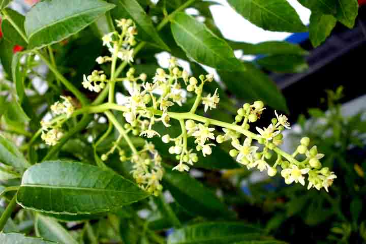 O cajá-manga pode ser plantado em casa, especialmente em quintais espaçosos, chácaras ou sítios. Em locais com pouco espaço, não é indicado o cultivo diretamente no solo, mas a planta pode ser iniciada em vasos grandes para depois ser transplantada.