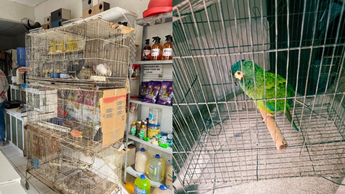 Operação da PF mira combate a tráfico de animais silvestres