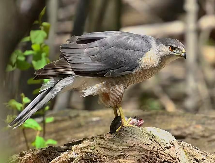 Um gavião-galinha (Accipiter cooperi) aprendeu a usar o semáforo para capturar presas em um cruzamento de West Orange, Nova Jersey, nos Estados Unidos. A conclusão foi descrita na revista científica Frontiers in Ethology, pelo pesquisador Vladimir Dinets, da Universidade do Tennessee. 