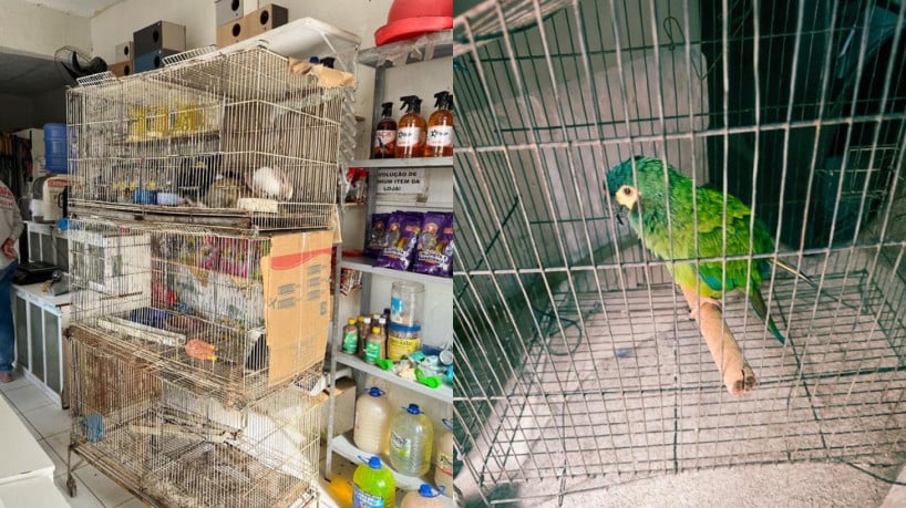 Operação da PF mira combate a tráfico de animais silvestres 