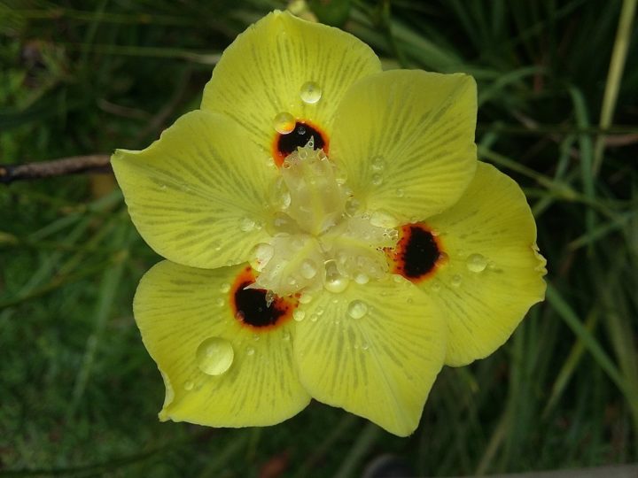 A amor-perfeito, flor típica do inverno, aparece com menos frequência, apesar de ser muito requisitada.