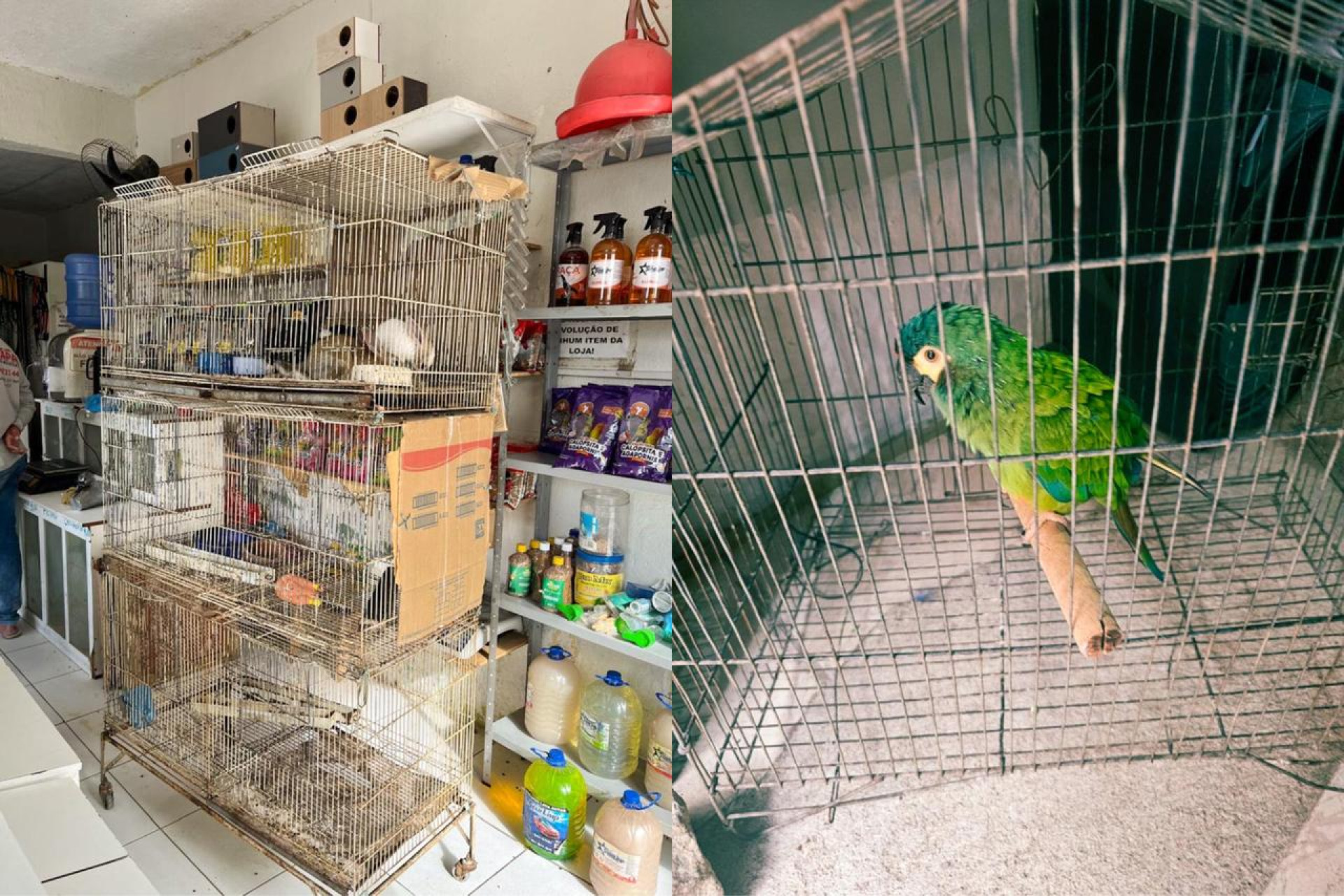 Operação da PF mira combate a tráfico de animais silvestres (Foto: Divulgação/PF)