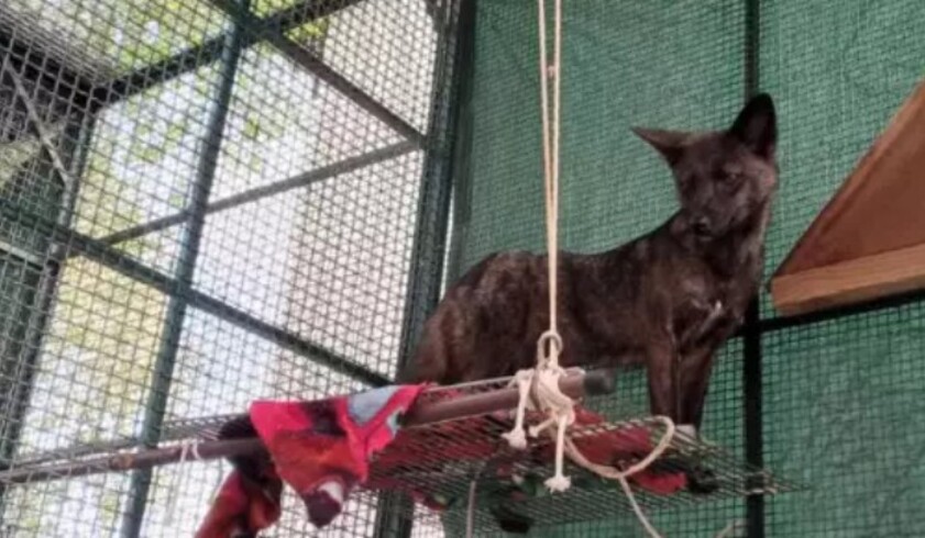 Inicialmente, o mamífero foi confundido com um vira-lata, mas os estudiosos perceberam que tratava-se de uma mistura de duas espécies.