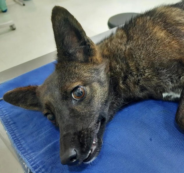 Cismada, a equipe do local testou colocar pequenos roedores no canil. O animal devorou a nova refeição, comportamento alimentar típico de um graxaim-do-campo.