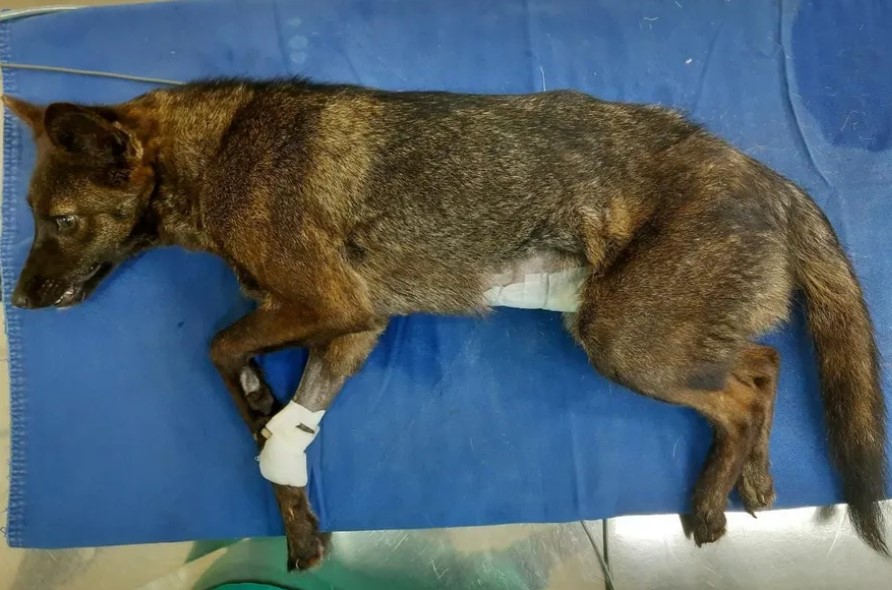 Ao transferir o animal para um espaço de espécies domésticas começou o mistério que intrigou os especialistas da universidade. 