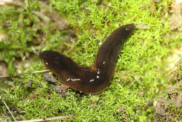 É possível até mesmo remover uma célula e a partir dela se desenvolverá um verme novinho em folha! 