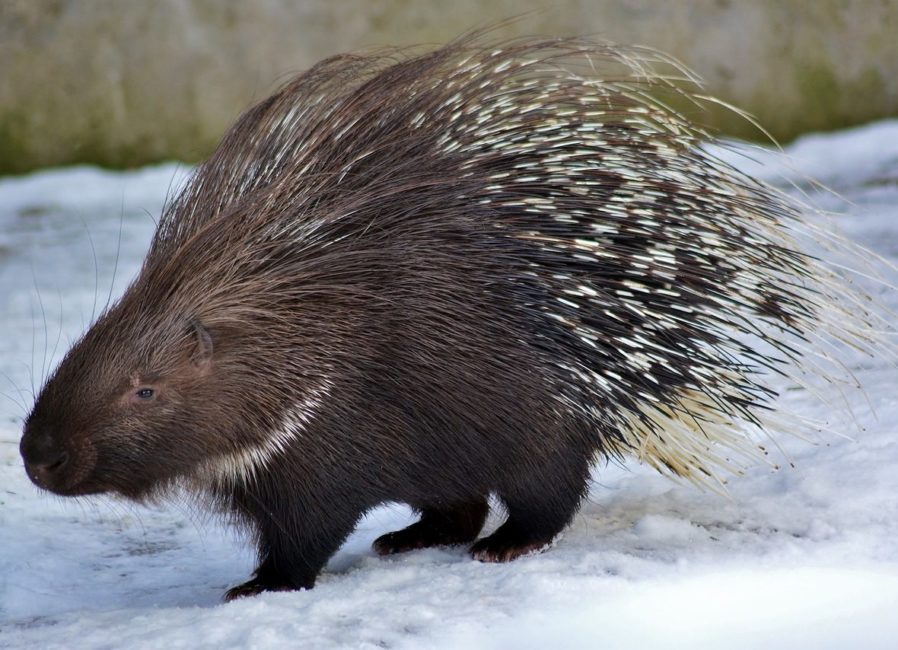 Porco-espinho: Outro animal que usa espinhos para se proteger é o velho conhecido porco-espinho. Na verdade, ao contrário do que seu nome diz, ele tem pelos tão rígidos que chegam a ser chamados de espinhos. Alguns podem atingir até 50 centímetros!