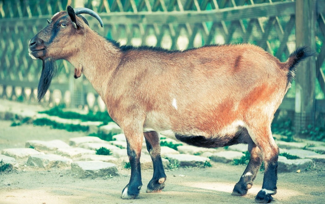 O bode, por sua vez, é o macho adulto da espécie caprina. Possui barba, pelos mais longos no pescoço e queixo, e chifres geralmente mais longos e robustos que os das fêmeas. 
