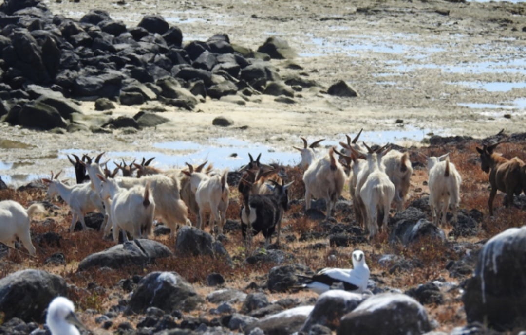 As cabras são animais considerados sagrados em determinadas regiões e têm sua importância no ecossistema. Afinal, elas ajudam na fertilidade do solo ao reciclar nutrientes, além de serem fundamentais na agricultura familiar, no consumo e na geração de renda.  