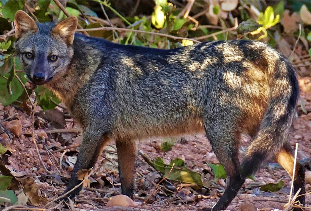 Diante disso, o mamífero foi transferido para o setor de animais silvestres. Com aparência incomum para um graxaim-do-campo, mas hábito alimentar idêntico ao dessa espécie de canídeo, o bicho deixou os pesquisadores intrigados. 