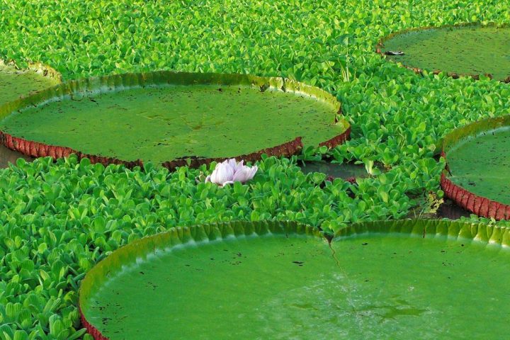 Suas folhas flutuantes se destacam pelo formato arredondado e bordas elevadas, que ajudam a evitar o transbordamento de água.