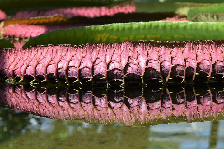 A parte inferior das folhas apresenta uma coloração avermelhada e pequenas espinhas, uma adaptação para proteção contra herbívoros.
