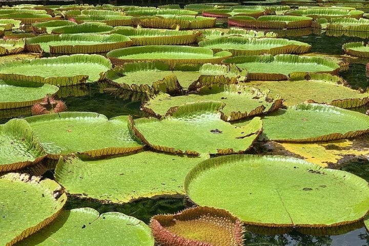 Um concurso promovido pelo Jardim Botânico de Denver, nos Estados Unidos, impressionou muita gente nas redes sociais ao destacar a impressionante resistência das vitórias-régias gigantes.
