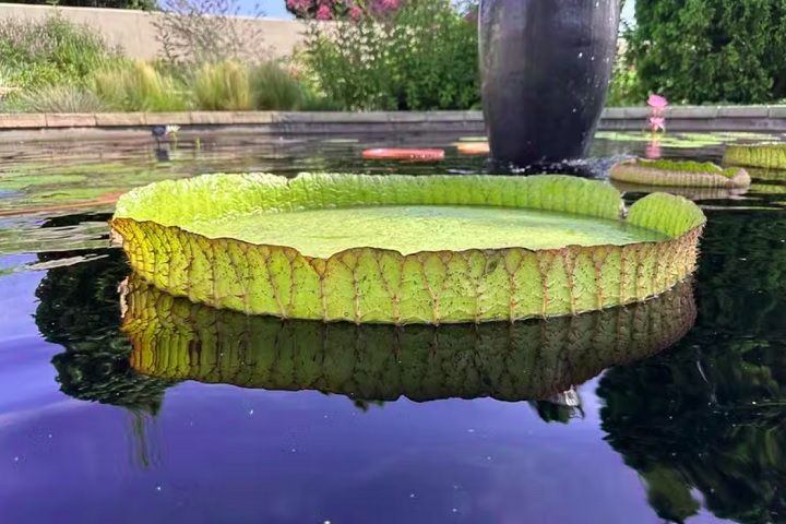 O evento desafiou mais de 40 instituições de nove países diferentes a testarem a resistência das folhas de suas plantas.