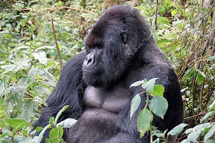 As gorilas-da-montanha, espécie que tem o nome científico Gorilla beringei beringei, acabam de se juntar a um grupo raro de espécies que apresentam menopausa, uma condição até pouco tempo considerada exclusiva dos seres humanos. 
