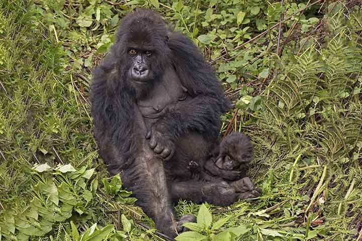 Quando uma fêmea passava o dobro desse tempo sem ter novas crias, e também sem registrar atividade com parceiros, ela era considerada em fase pós-reprodutiva. 
