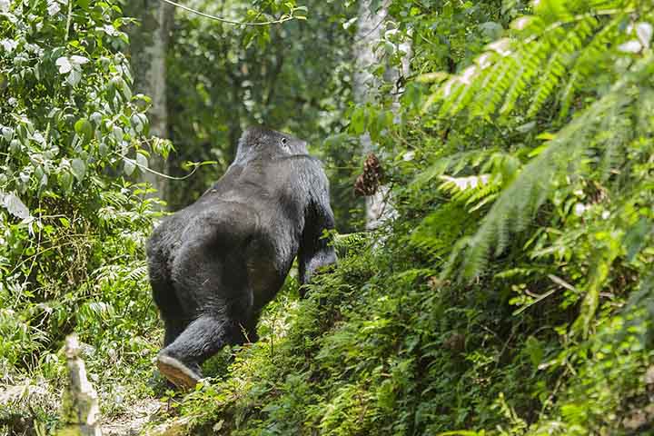 Os cientistas ainda não afirmam com certeza que o fenômeno seja idêntico ao que ocorre em mulheres, já que a ausência de novas crias poderia ser explicada por abortos espontâneos ou complicações gestacionais em idades avançadas. 
