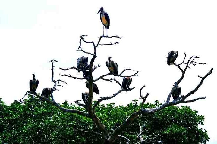 Apesar da má reputação, essas aves desempenham um papel crucial na manutenção dos ecossistemas. 