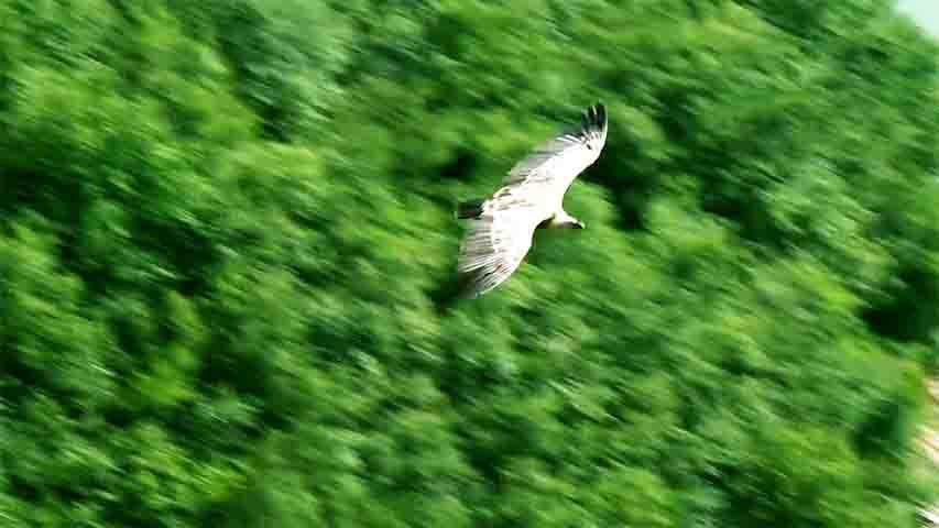 Em regiões rurais, eles ainda auxiliam fazendeiros a encontrar animais mortos ou doentes, funcionando como um sistema de prevenção de desastres.