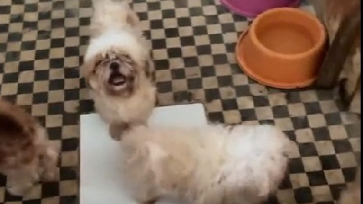 Ao todo, 121 animais foram resgatados em situação de insalubridade