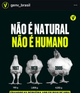 Pecu&aacute;ria promoveu um aumento de cerca de 364% no peso m&eacute;dio dos frangos(Foto: Divulga&ccedil;&atilde;o/ONG Generation Vegan)