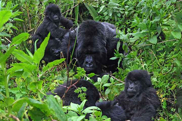 Ainda serão necessários mais estudos de longo prazo para confirmar essa hipótese, mas o trabalho de Smit e Robbins abre uma nova janela para compreender como a evolução moldou os ciclos de vida dos grandes símios — e, por extensão, da própria espécie humana. 
