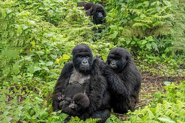 No caso das gorilas-da-montanha, porém, a explicação pode ser outra. Como as fêmeas frequentemente mudam de grupo ao longo da vida, muitas vezes não permanecem próximas dos próprios descendentes para cuidar dos netos — o que enfraquece a hipótese da avó. 

