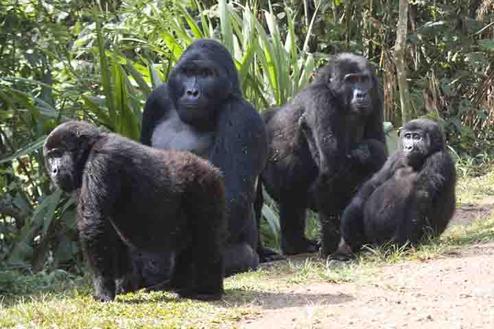 Nesse ambiente isolado, os pesquisadores acompanharam 25 fêmeas adultas de gorilas e constataram que sete delas viveram ao menos uma década após o fim do período reprodutivo. 
