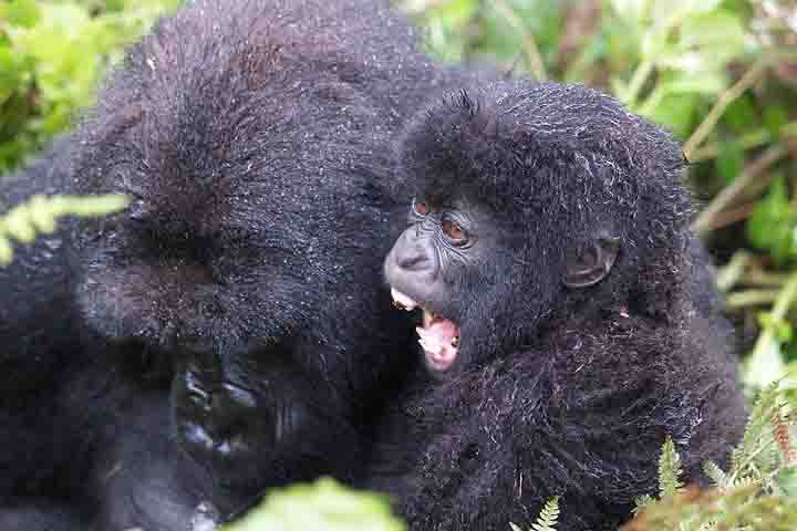 Por isso, os pesquisadores sugerem uma alternativa: a “hipótese da mãe”. Segundo essa ideia, o período pós-reprodutivo serviria para permitir que as fêmeas terminem de criar seus filhotes mais velhos, oferecendo suporte e proteção enquanto eles amadurecem, além de contribuir para a estabilidade social dos grupos.
