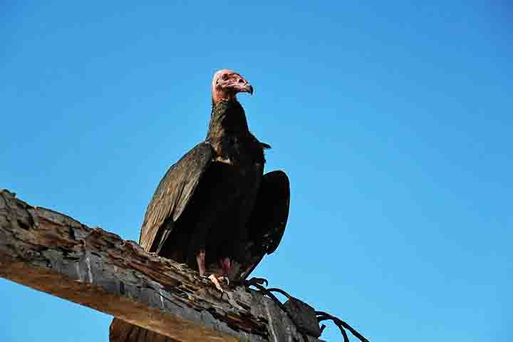 Urubus (família Cathartidae) são encontrados apenas nas Américas e se destacam por seu olfato apurado, raro entre aves, que os ajuda a encontrar carcaças mesmo em florestas fechadas. 