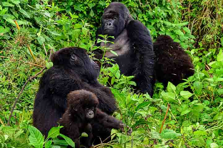 De acordo com reportagem do jornal Folha de S.Paulo, para definir o chamado “tempo de vida pós-reprodutivo” os cientistas levaram em conta o intervalo médio entre os nascimentos dos filhotes, que varia de quatro a seis anos. 
