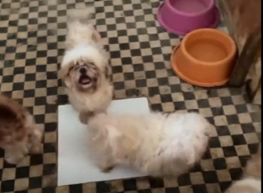 Ao todo, 121 animais foram resgatados em situação de insalubridade 