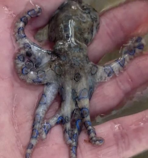 As imagens foram compartilhadas no Instagram e rapidamente chamaram a atenção de internautas. Em nome de todos nós, australianos, posso dizer que este é um dos vídeos mais assustadores de todos!, comentou um.