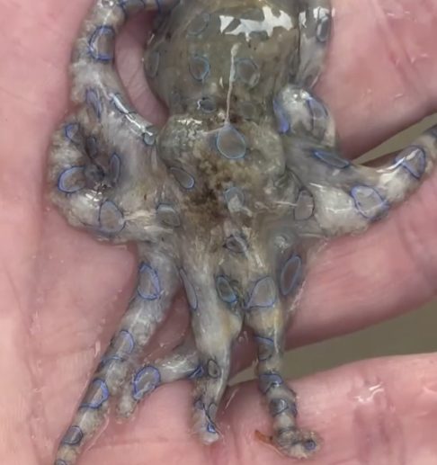 “Eu nunca tinha visto nada como isso antes”, diz o historiador enquanto segura o animal mortal.