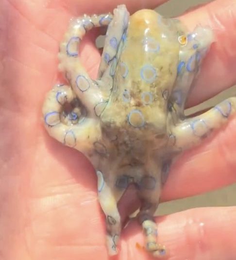 Por sorte, o animal não reagiu de forma agressiva e não liberou o veneno durante o contato.