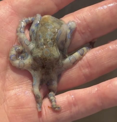 “Esses anéis são certamente muito bonitos de se olhar. No entanto, eles só são exibidos quando o polvo está prestes a liberar seu veneno mortal”, explicou o Instituto Australiano de Ciências Marinhas, instituição referência nos estudos da espécie.