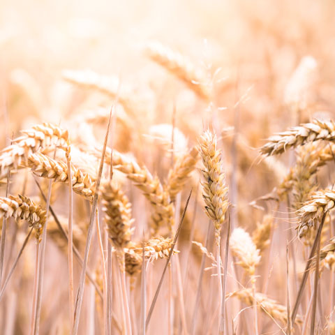 CENTEIO - Originário da Ásia Central, foi amplamente cultivado na Europa Oriental. Países como Rússia, Alemanha e Polônia ainda dominam sua produção.