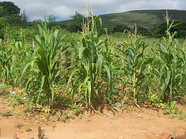 A economia do município é baseada principalmente na agricultura, com destaque para o cultivo de grãos como milho, feijão e café, além da pecuária.