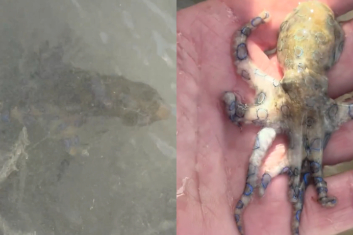 Nas imagens que viralizaram nas redes sociais, é possível ver o homem manuseando um polvo-de-anéis-azuis. 