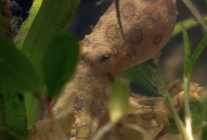 Nesses lugares, ele costuma se esconder entre recifes de corais, rochas e poças naturais formadas na maré baixa.