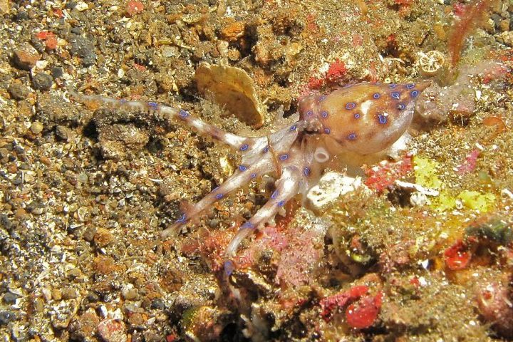 Essa substância, cerca de 1.200 vezes mais tóxica que o cianeto, é capaz de causar paralisia muscular rápida, falência respiratória e, em casos graves, morte.
