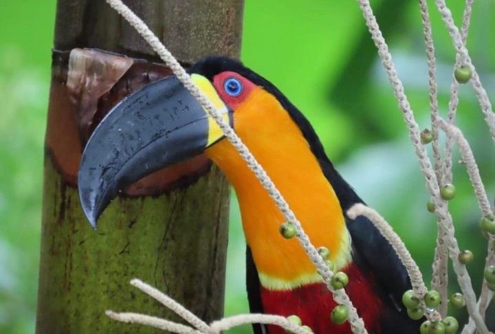 O local é descrito como um refúgio de natureza e desaceleração dentro da Floresta da Tijuca, famoso por sua atmosfera íntima com lareira e presença de animais silvestres.