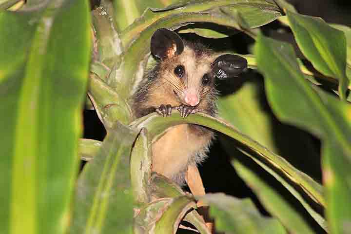 Apesar da aparência incomum e da fama equivocada de animal agressivo ou perigoso, o saruê cumpre um papel ecológico importante, especialmente nas cidades, onde atua como aliado no equilíbrio ambiental. 
