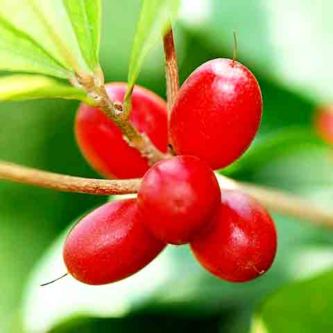 Na África Ocidental, a fruta-do-milagre é utilizada há séculos na medicina tradicional e para melhorar o sabor de alimentos e bebidas, como vinho de palma e pão de milho.
