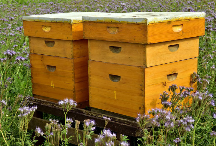 “Algumas plantas dependem exclusivamente de animais polinizadores para sua reprodução, outras se beneficiam deles produzindo frutos de melhor qualidade. Estima-se que 35% da produção agrícola global, bem como 85% das espécies de plantas nativas, dependam, em algum grau, da polinização, disse a Coordenadoria de Assistência Técnica Integral (CATI).

