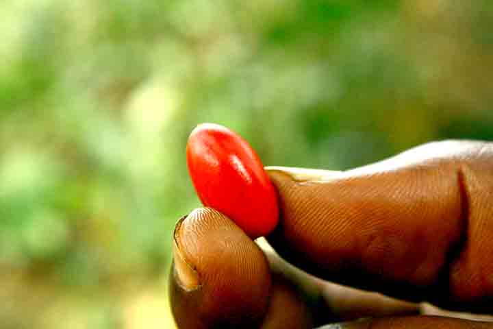 É uma planta que gosta de clima quente e úmido, típico de regiões tropicais e subtropicais. Ela, então, prefere temperaturas entre 20°C e 30°C, não tolerando geadas ou frio intenso.