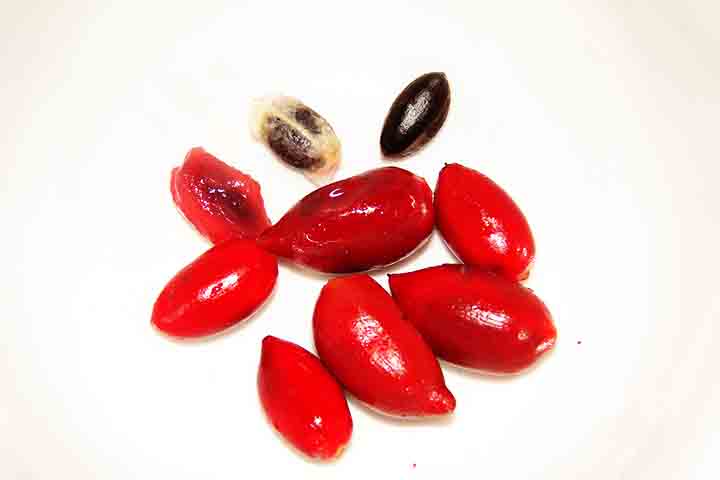 Pesquisadores têm estudado a miraculina como uma possível alternativa aos adoçantes artificiais, especialmente para pessoas com restrição de açúcar ou diabetes. 