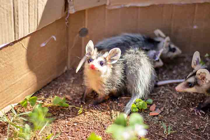 Além disso, ao se alimentar de frutas, o saruê contribui para a dispersão de sementes, beneficiando a vegetação urbana e áreas verdes remanescentes.